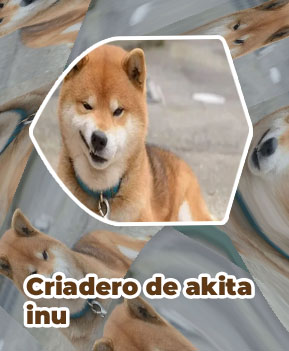 Precio shiba inu en españa
